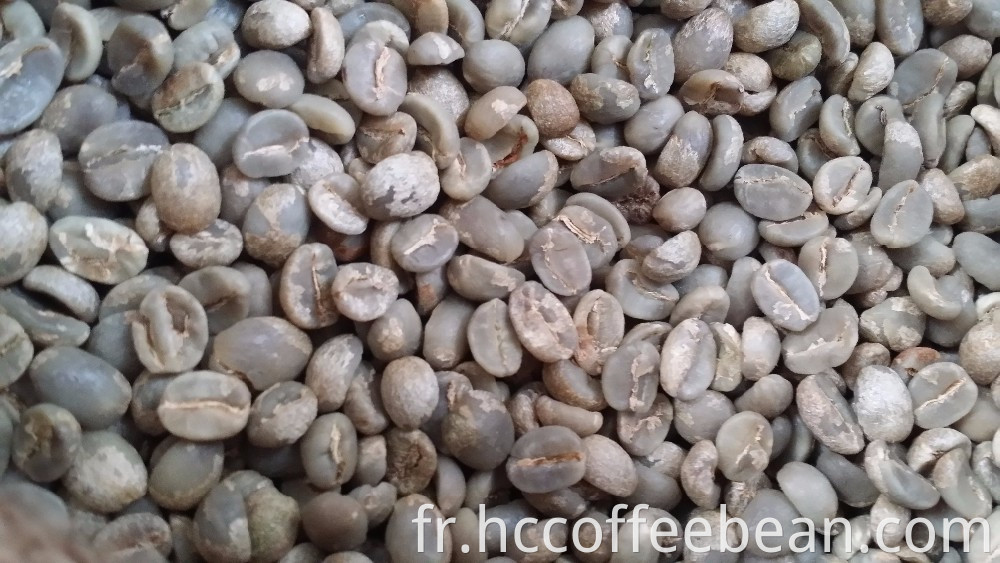 Grains de café vert du yunnan chinois, écran 17 vers le haut, grade AA, type arabica